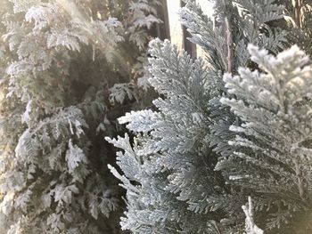 Close-up of frozen plants