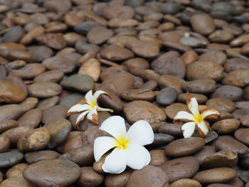 Close-up of frangipani blooming outdoors