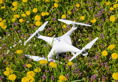 Close-up of white flowers blooming on field