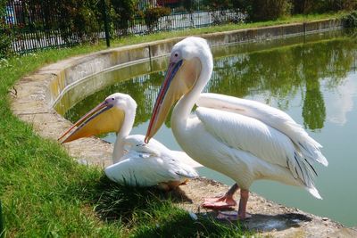 White swan on lake