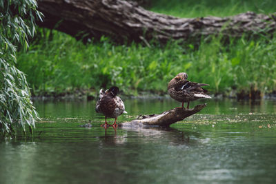 Ducks in a lake