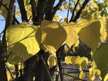 Close-up of yellow leaves on tree trunk