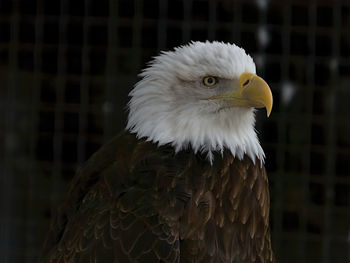 Bald eagle at the zollman zoo in byron, minnesota.