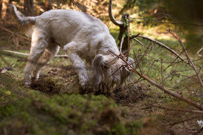 Dog running in a field