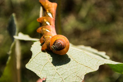 Close-up of snail on leaf