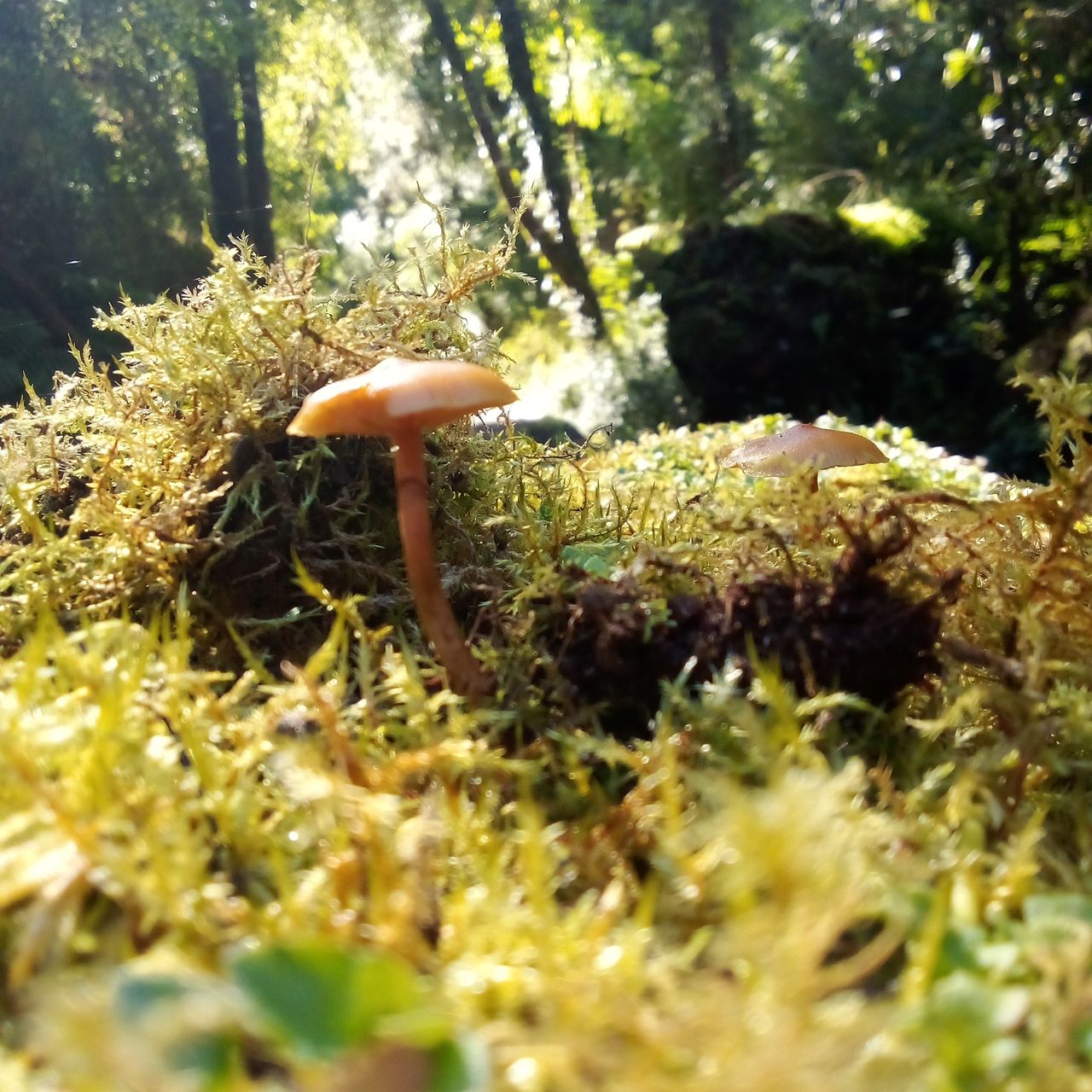 plant, tree, nature, forest, fungus, mushroom, growth, woodland, natural environment, autumn, selective focus, day, land, sunlight, beauty in nature, moss, outdoors, one person, flower, vegetable, leaf, grass, wildlife, green, food