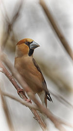 Bird perching on a branch