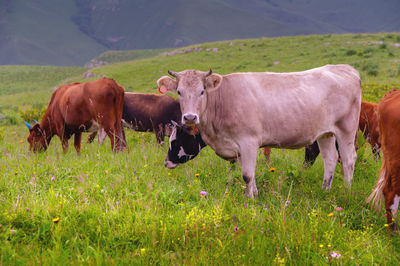 Cows grazing in a field