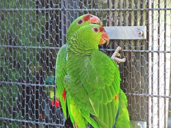 Close-up of parrot in cage