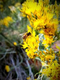 Close-up of bee on yellow flower