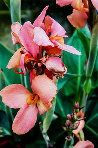 Close-up of flowers blooming outdoors