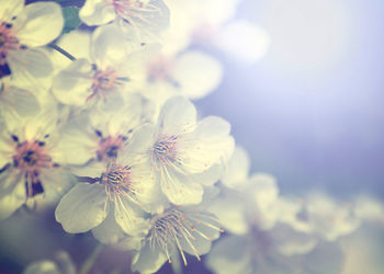 Close-up of fresh flowers blooming against sky