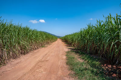 Dirt road amidst plants on field against sky