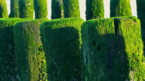 Close-up of green plants in park