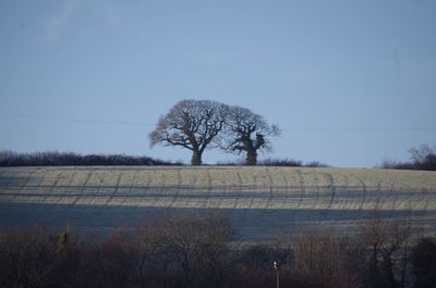 Bare trees on field against clear sky