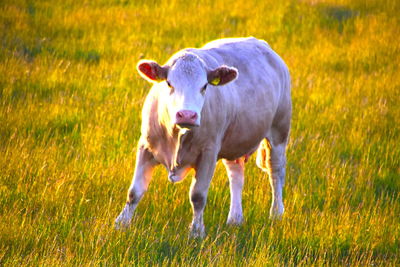 grassland