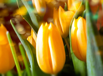 Close-up of yellow tulip