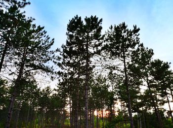 Low angle view of trees against sky