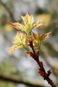 Close-up of flowering plant