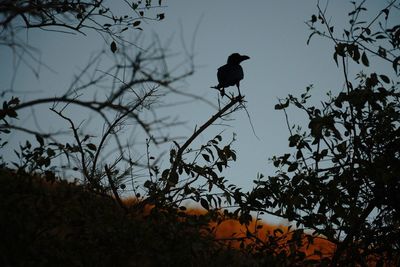 Low angle view of bird perching on branch against sky