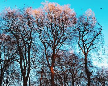 Low angle view of bare trees against sky