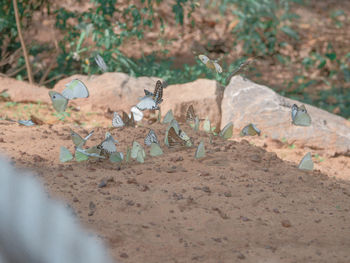 High angle view of insect on field