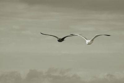 Close-up of birds flying against sky