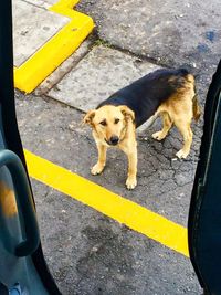 High angle view of dog on street