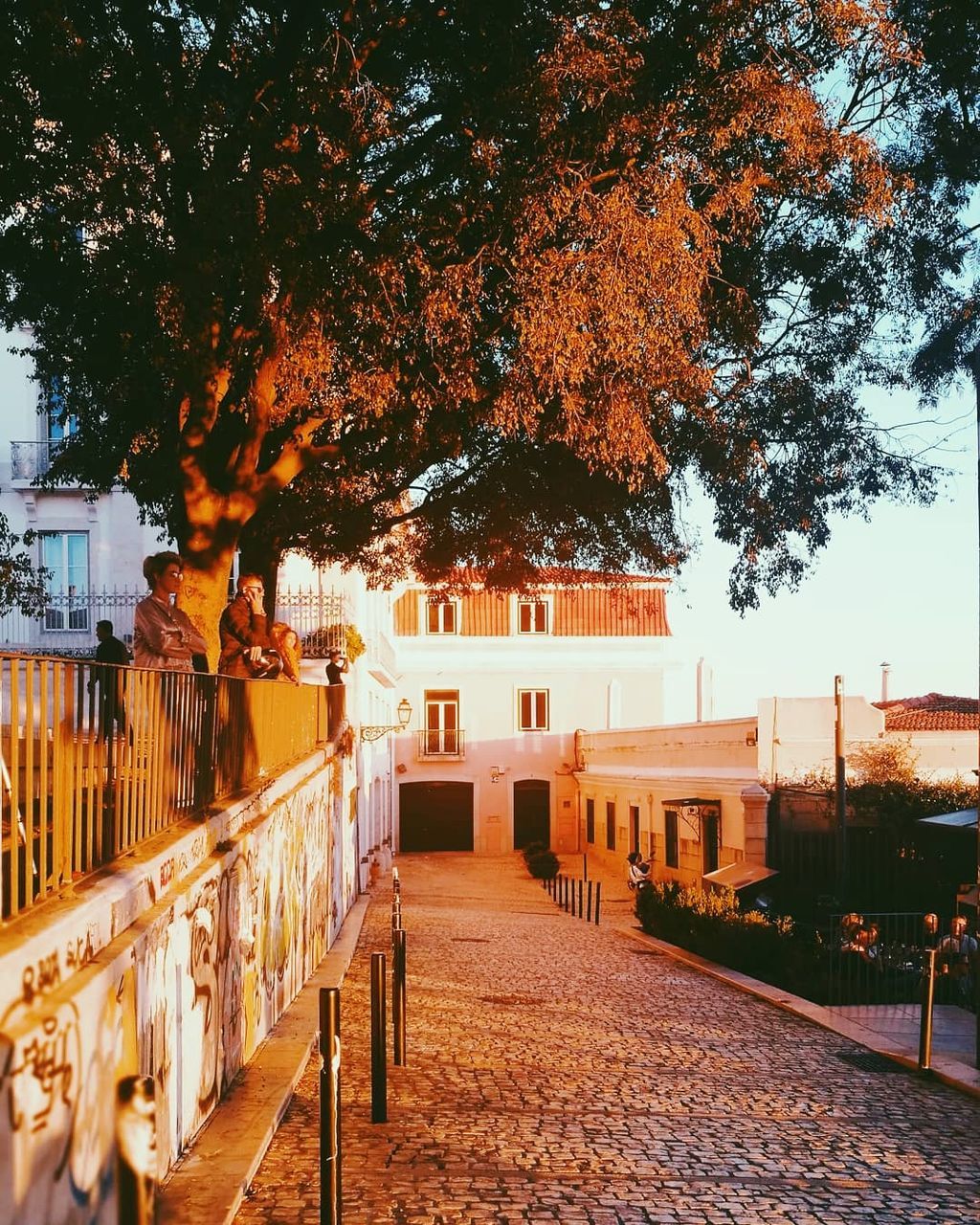 VIEW OF TREES IN CITY