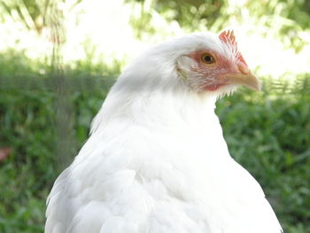 Close-up of white owl