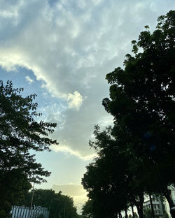 Low angle view of sunlight streaming through silhouette trees