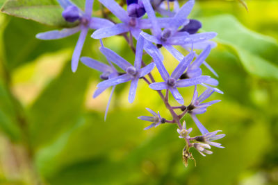 Close-up of purple flowering plant