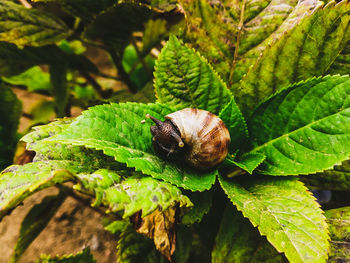Close-up of snail on leaves