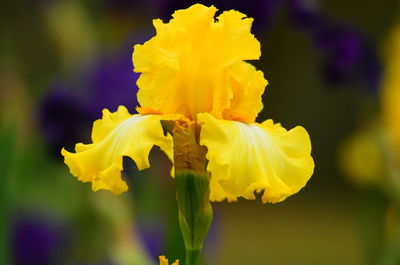 Close-up of yellow flowering plant