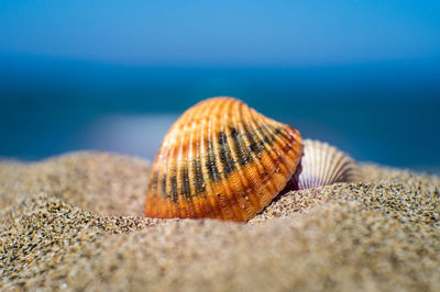 Close-up of crab on beach against sky