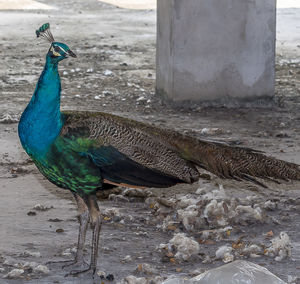 Close-up of a peacock