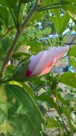 Close-up of flower growing on tree