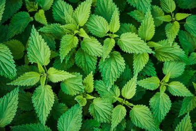 Full frame shot of green leaves