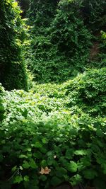 Full frame shot of plants against the sky
