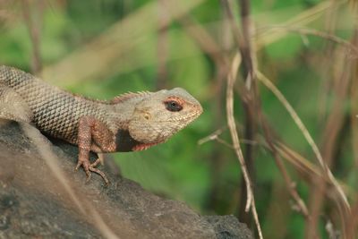 Close-up of a lizard on rock