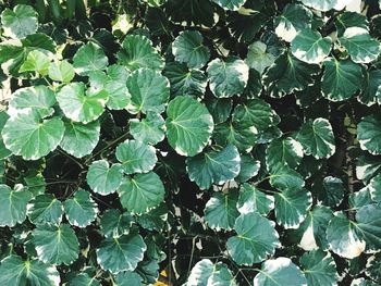 Full frame shot of green leaves