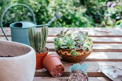 Potted succulents and cactuses ready to be replanted on wooden background