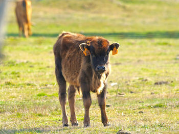 Young cow on field