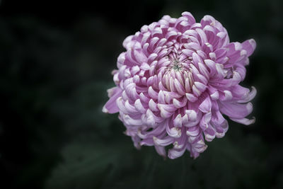 Close-up of flowers blooming outdoors