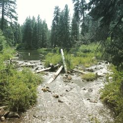 Scenic view of forest