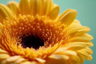 Close-up of yellow flower