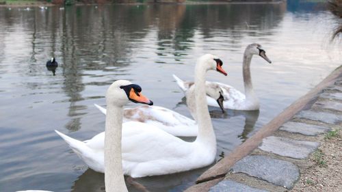 Swans swimming on lake
