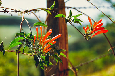 Close-up of red flowers blooming outdoors