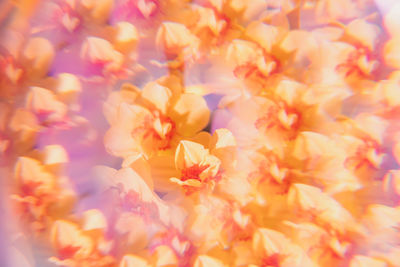 Full frame shot of yellow flowers