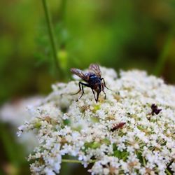 Close-up of fly on flower